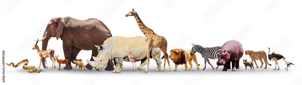 Fototapeta premium Many different African animals isolated on white