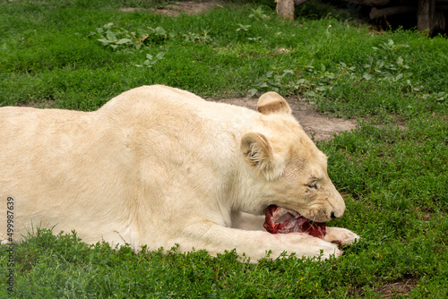 Female lion 