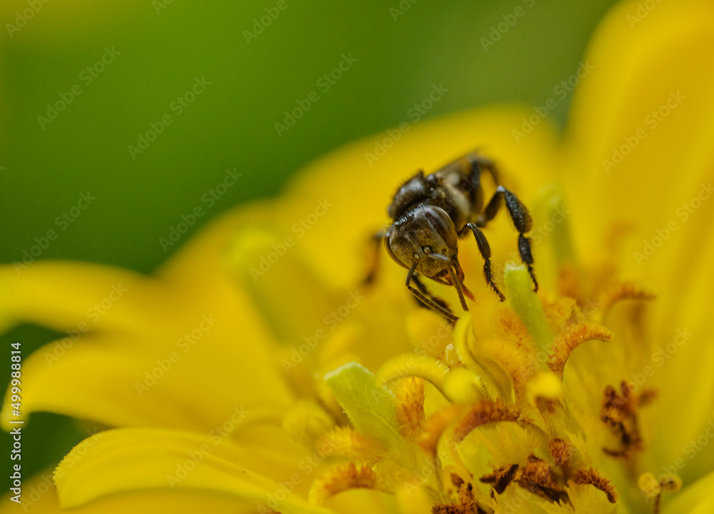 Long-chinned Stingless Bee (Geniotrigona thoracica) on yellow flower macro photo Long-chinned Stingless Bee (Geniotrigona thoracica) on yellow flower macro photo
