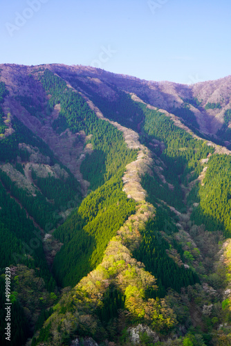 ナメゴ谷春風景