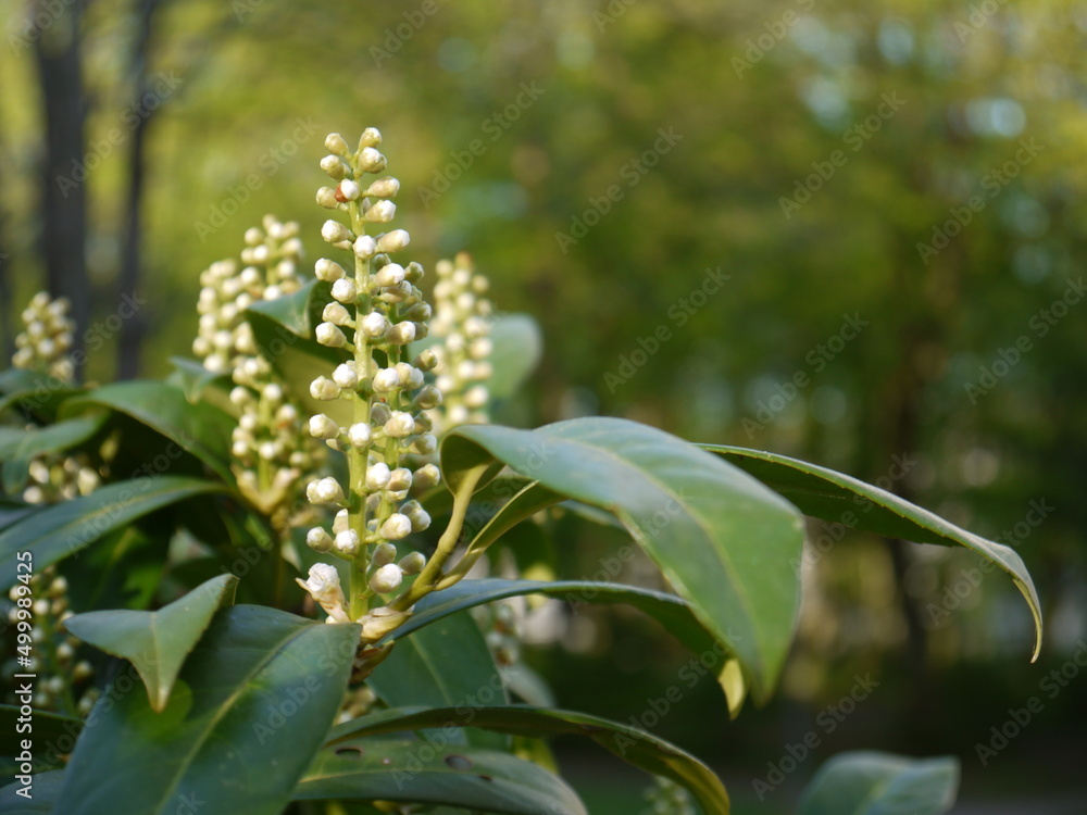 Obraz premium Die Natur im Frühling