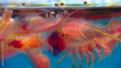 Artemia salina - small hypersaline crustaceans that live in salty waters of closed reservoirs. Kuyalnik Estuary, Ukraine photo