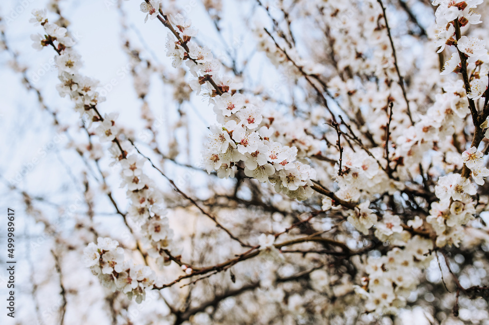Beautiful white petals, flowers, apricot foliage blossoms in spring on a tree. Photography of nature. Beautiful white petals, flowers, apricot foliage blossoms in spring on a tree. Photography of nature.