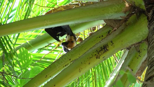 ein Flughund hängt in einer Palme und ruht sich aus photo