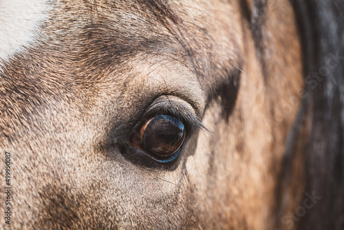 Auge   Pferd © Petra Fischer