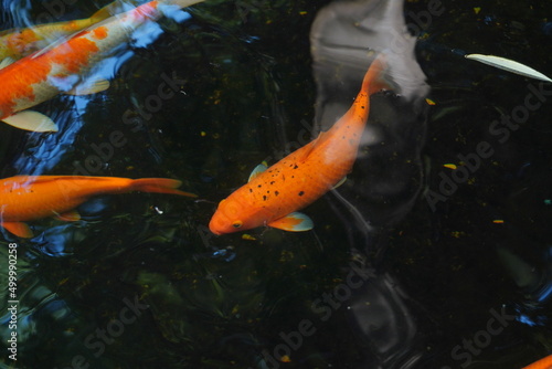 Fancy carps are swimming in the pond. © OhMmY