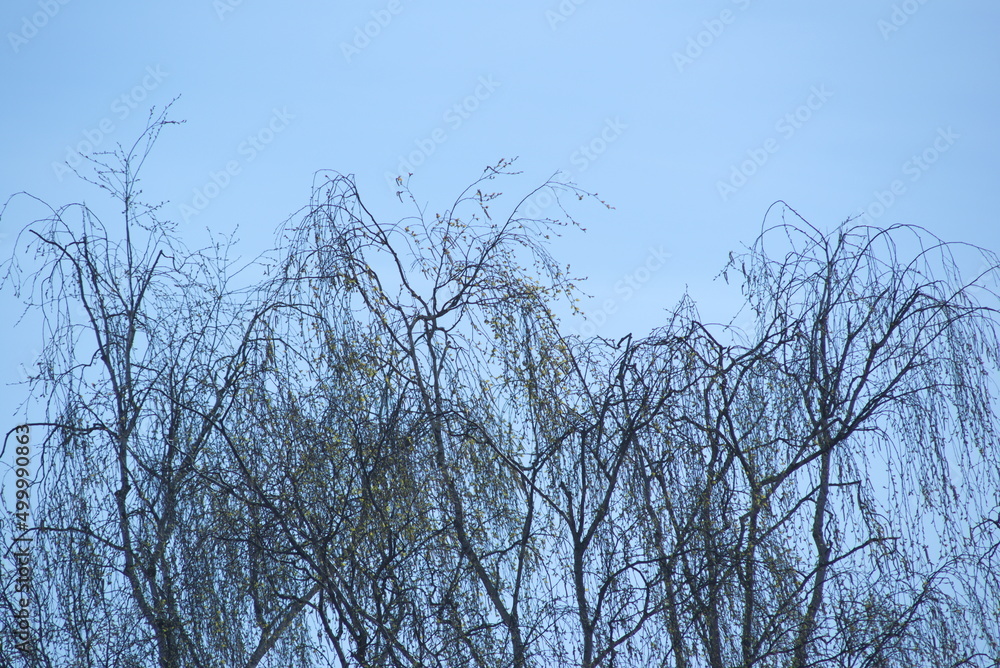 Baumwipfel im Frühling Baumwipfel im Frühling