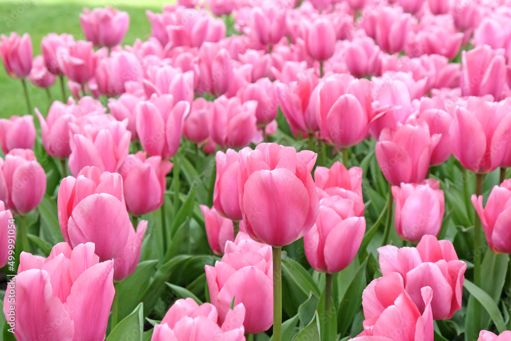 Pink Tulip ÔMistressÕ in flower.