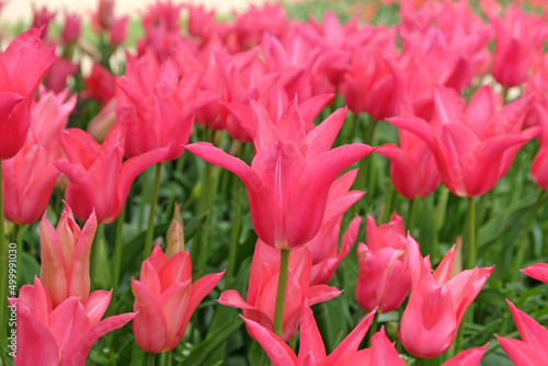 Hot pink single lily flowered tulip 'Pretty Woman' in flower #499991030