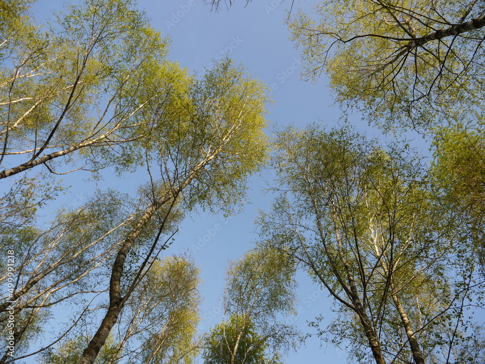 Die Natur im Frühling Die Natur im Frühling