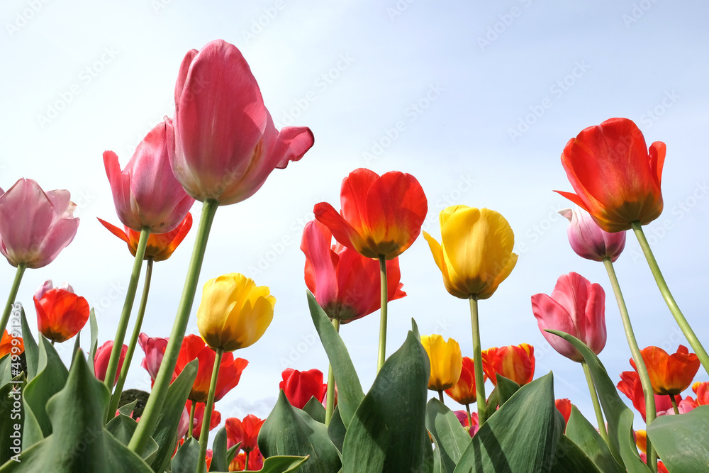 Obraz premium A colourful mix of hybrid triumph tulips in flower.