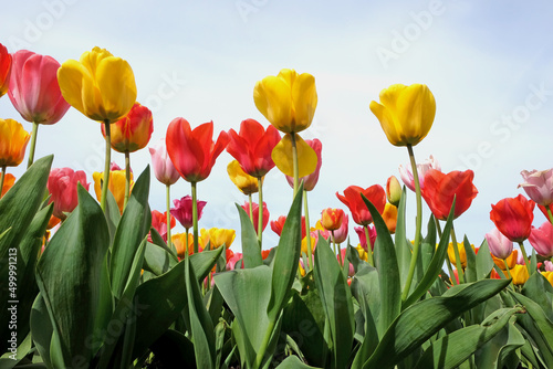 A colourful mix of hybrid triumph tulips in flower. © Alexandra