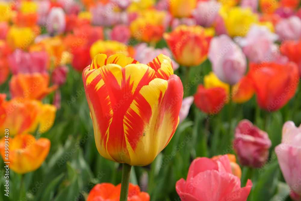 Variegated Yellow and red single triumph flowered tulip in flower Variegated Yellow and red single triumph flowered tulip in flower