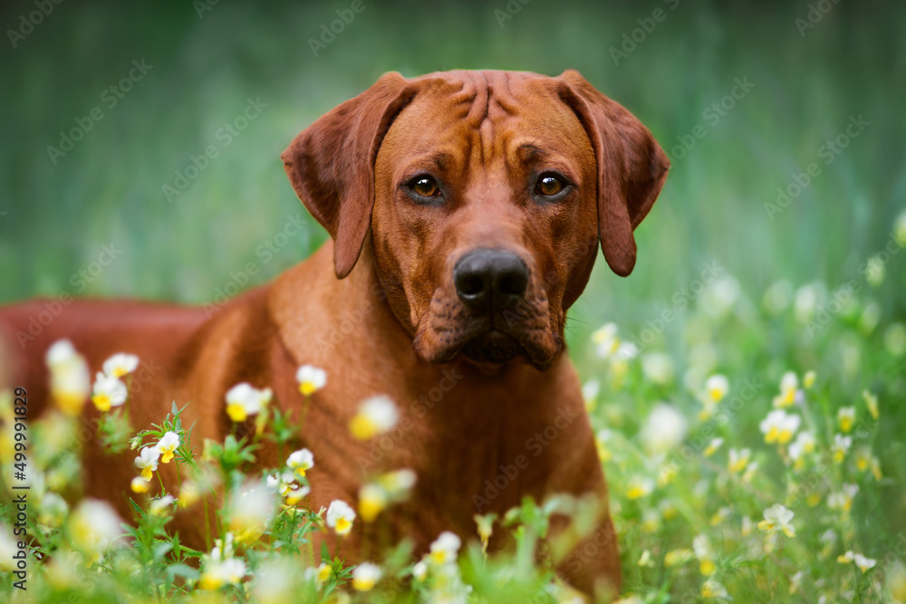 rhodesian ridgeback dog in spring summer flower nature background rhodesian ridgeback dog in spring summer flower nature background