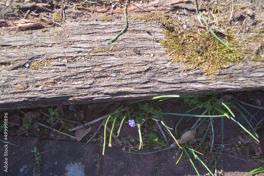 Altes Holz und frisches Grün Altes Holz und frisches Grün