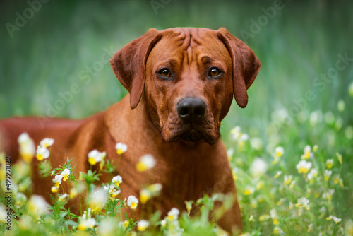 Slika na platnu rhodesian ridgeback dog in spring summer flower nature background