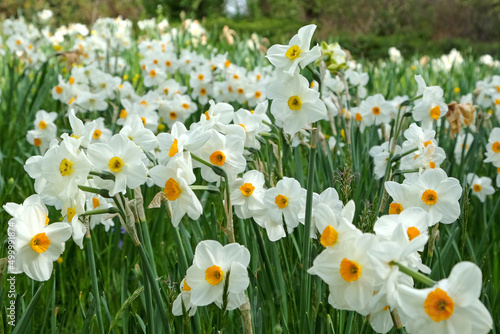 Narcissus daffodil ÔCragfordÕ in flower.