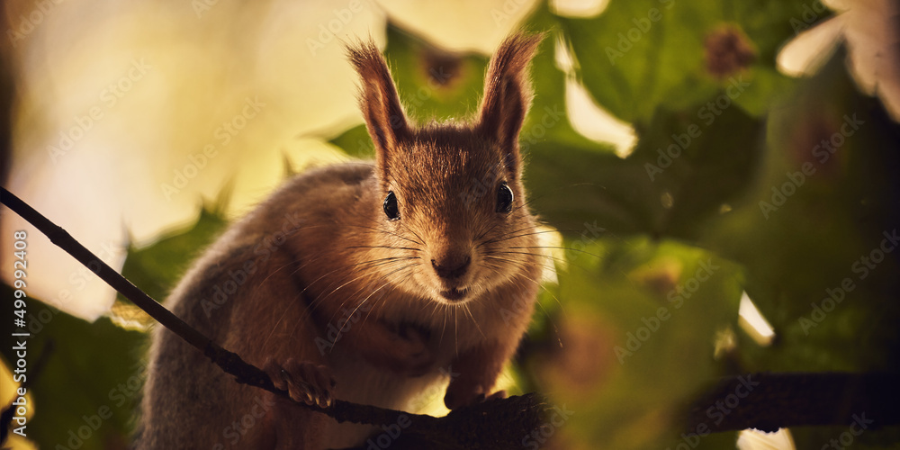Ταπετσαρία Cute forest squirrel on a branch in the autumn forest