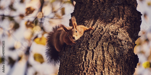 Cute forest squirrel on a branch in the autumn forest