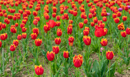 picturesque red flowers of fresh holland tulips in field