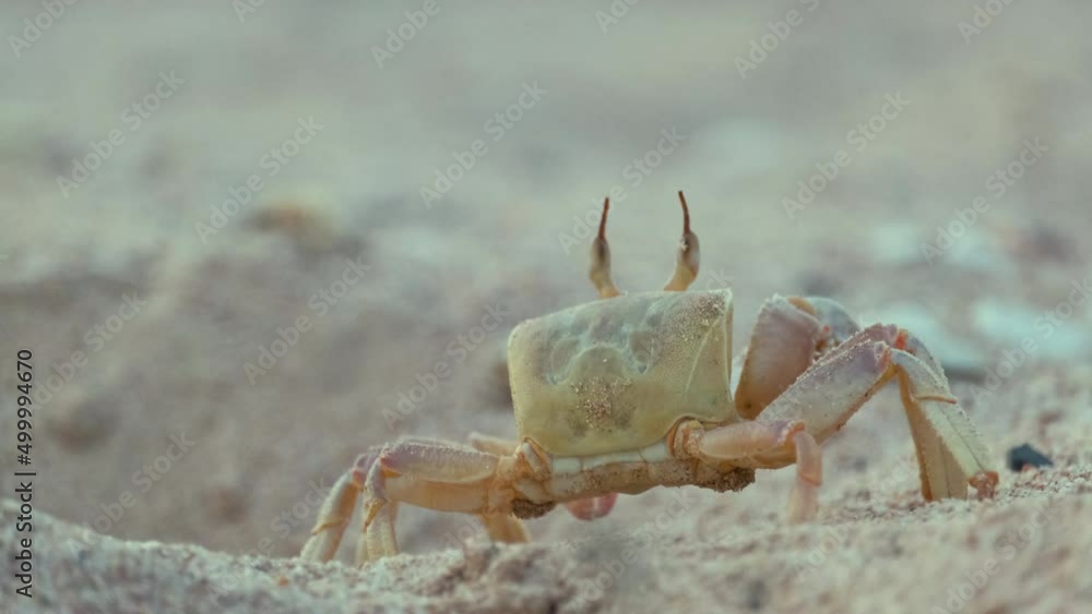 Close up of wild crab hiding in sand hole on sea beach Close up of wild crab hiding in sand hole on sea beach