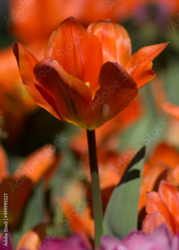 orange color tulip flower