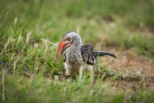 red-billed hornbill foraging for food