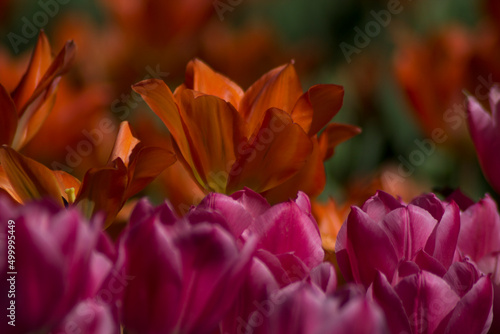 orange color tulip flower