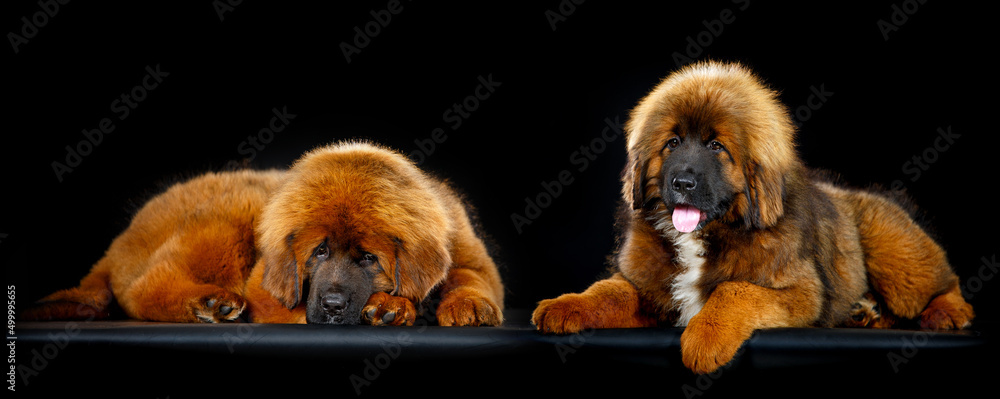 Fototapeta premium Cute Tibetan mastiff puppy