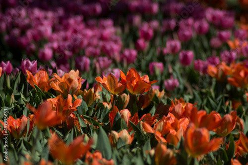 orange color tulip flower © AliCagatay