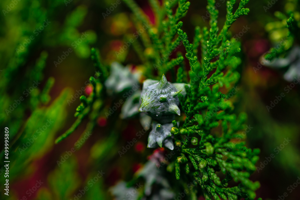 Blossom cypress tree with female cones. Close up view of leaves with fruits of cypress tree. Focus set on cones Blossom cypress tree with female cones. Close up view of leaves with fruits of cypress tree. Focus set on cones