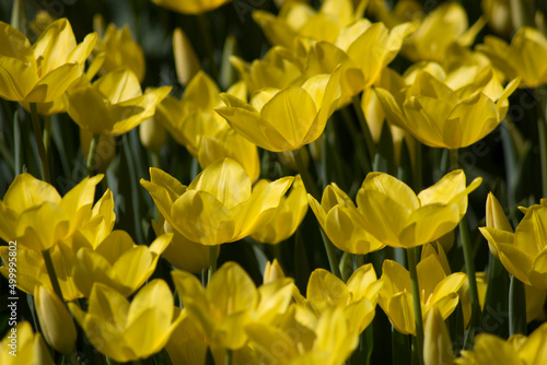 yellow tulips