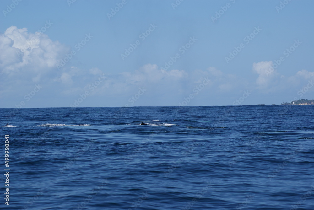 Fototapeta premium Humpback whales that swam into Samana Bay off the coast of the Dominican Republic during seasonal migration