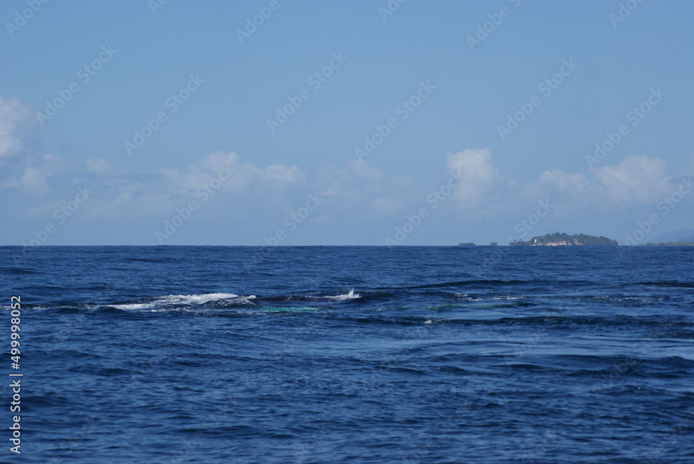 Humpback whales that sailed into Samana Bay off the coast of the Dominican Republic during seasonal migration