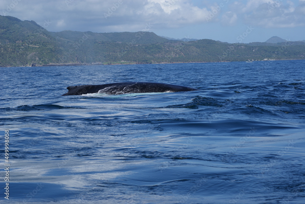 Fototapeta premium Humpback whales that swam into Samana Bay off the coast of the Dominican Republic during seasonal migration