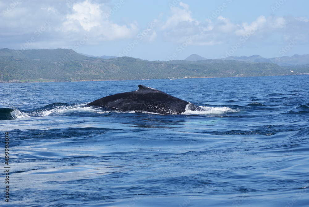 Fototapeta premium Humpback whales that swam into Samana Bay off the coast of the Dominican Republic during seasonal migration