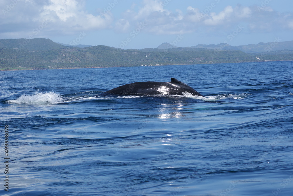 Obraz premium Humpback whales that swam into Samana Bay off the coast of the Dominican Republic during seasonal migration