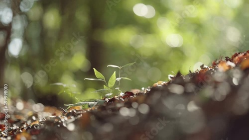 Spring forest ground where plants grow (1)