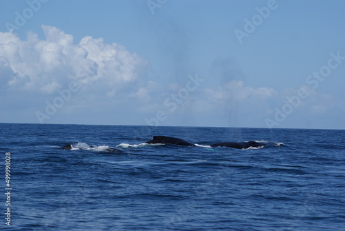 Samana Bay in the Dominican Republic - Humpback Whale Maternity Hospital