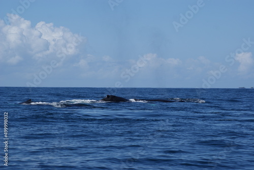 Humpback whales that swam into Samana Bay off the coast of the Dominican Republic during seasonal migration © yorkzel