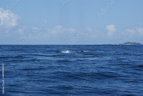 Samana Bay in the Dominican Republic - Humpback Whale Maternity Hospital