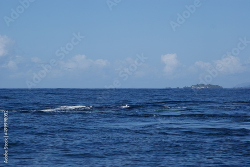 Humpback whales that sailed into Samana Bay off the coast of the Dominican Republic during seasonal migration