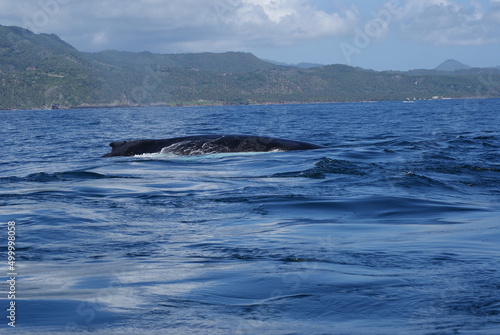 Humpback whales that swam into Samana Bay off the coast of the Dominican Republic during seasonal migration © yorkzel
