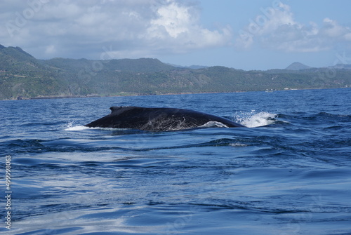 Humpback whales that swam into Samana Bay off the coast of the Dominican Republic during seasonal migration