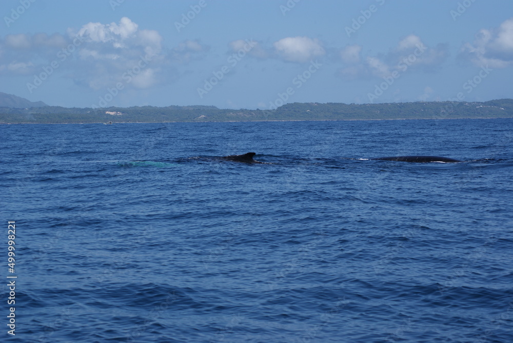 Humpback whales that sailed into Samana Bay off the coast of the Dominican Republic during seasonal migration Humpback whales that sailed into Samana Bay off the coast of the Dominican Republic during seasonal migration