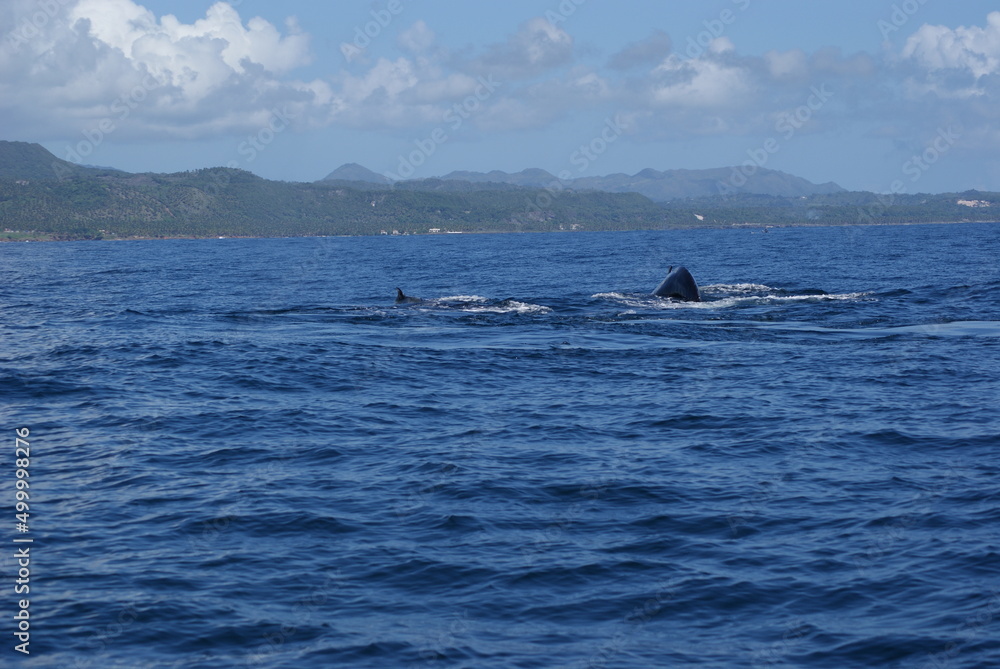 Humpback whale diving deep in Samana Bay Dominican Republic