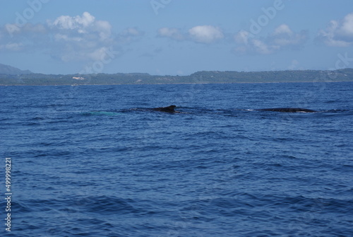 Humpback whales that sailed into Samana Bay off the coast of the Dominican Republic during seasonal migration © yorkzel