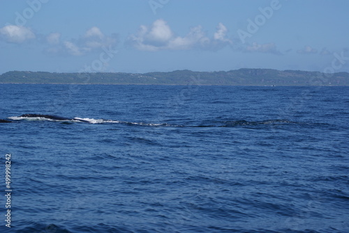 Humpback whales that sailed into Samana Bay during seasonal migration © yorkzel