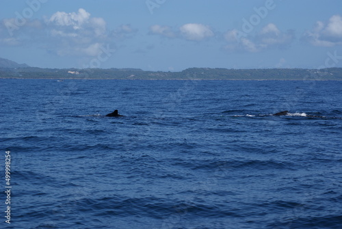 Humpback whale diving deep in Samana Bay Dominican Republic © yorkzel