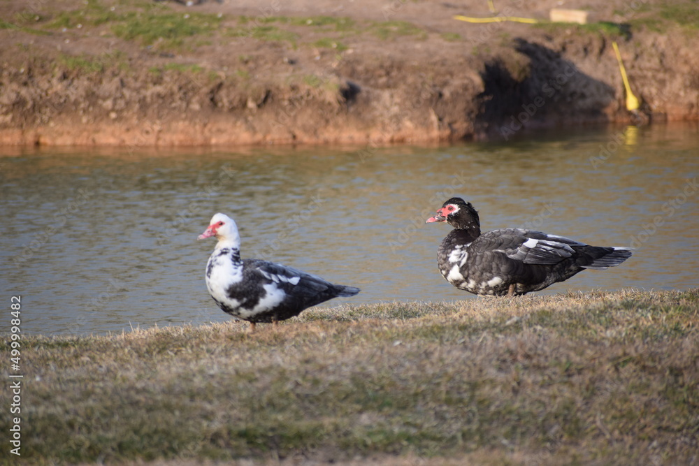 Two ducks in the farm 